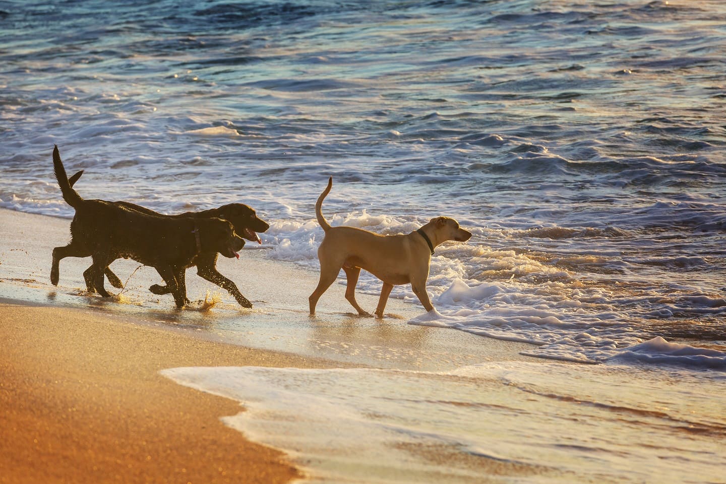 drei Hunde am Strand